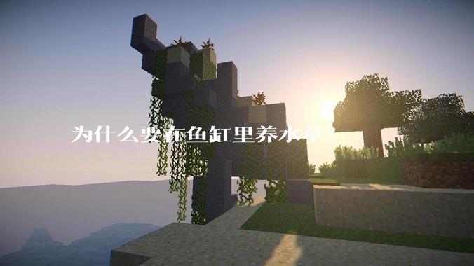 为什么要在鱼缸里养水草？